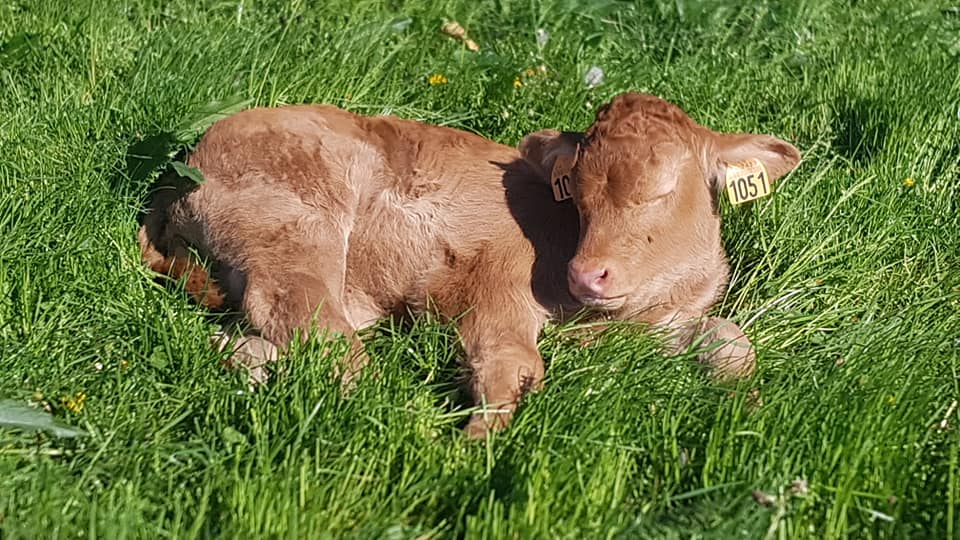 Viande Bovine en Dordogne