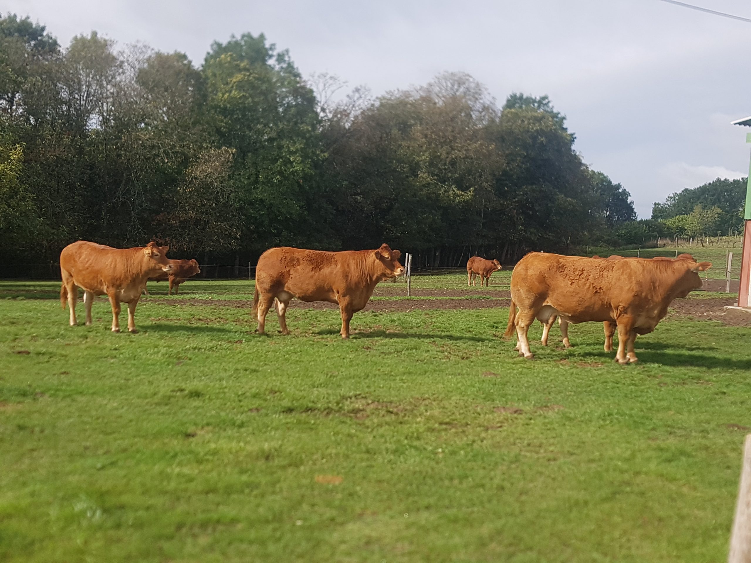 Viande Bovine en Dordogne