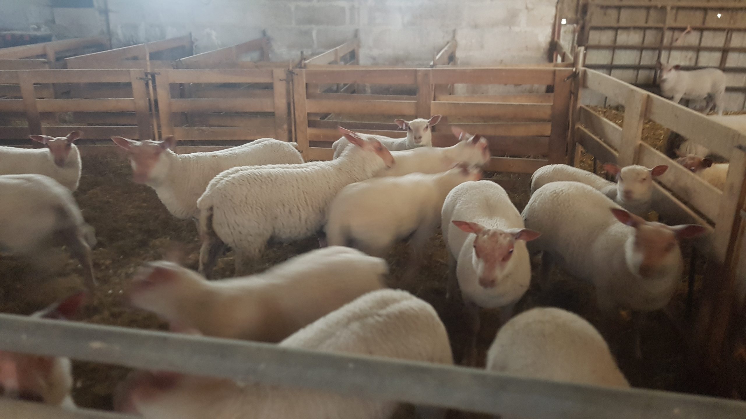 Viande Bovine en Dordogne