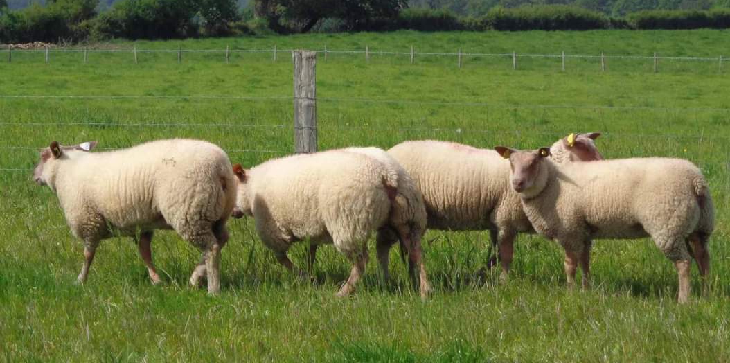 Viande Bovine en Dordogne