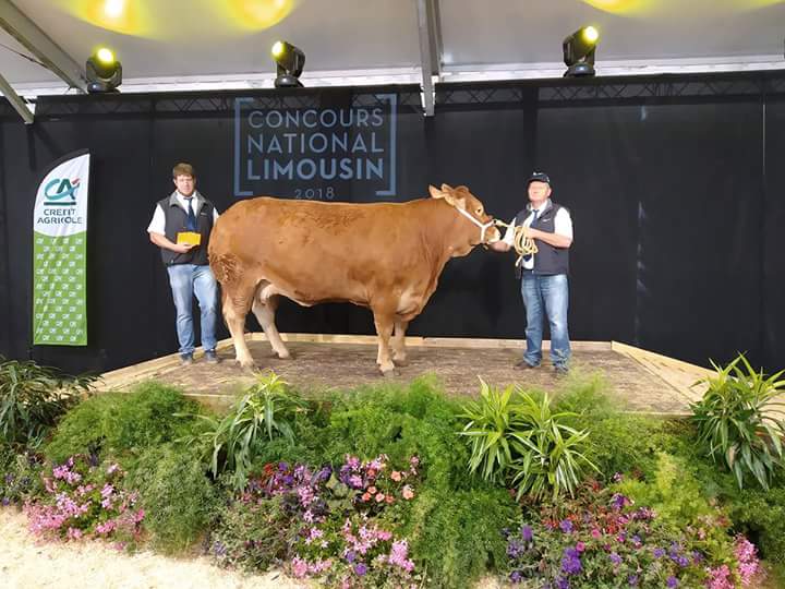 Viande Bovine en Dordogne